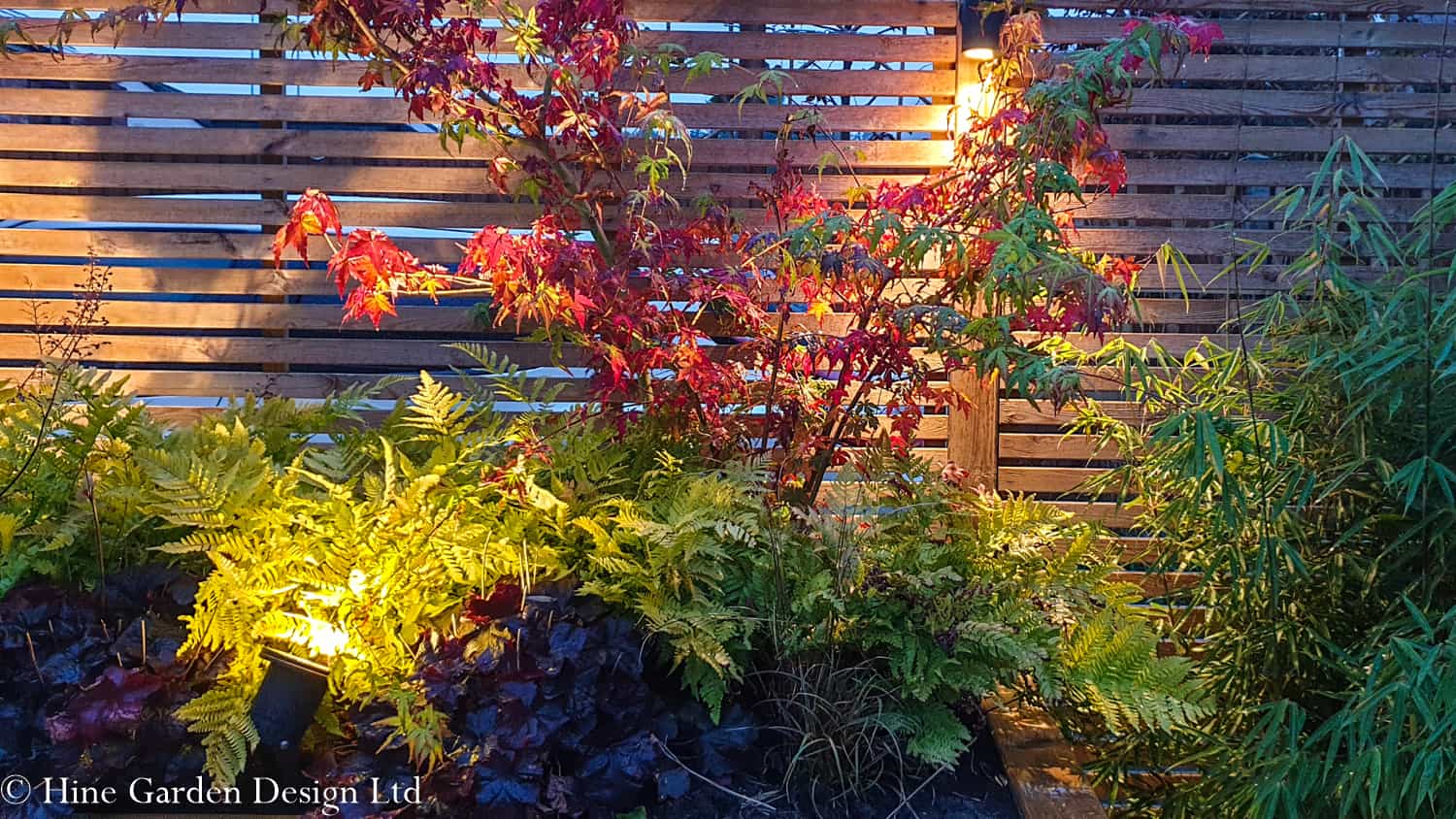 Red leaved Acer under planted by ferns and heuchera