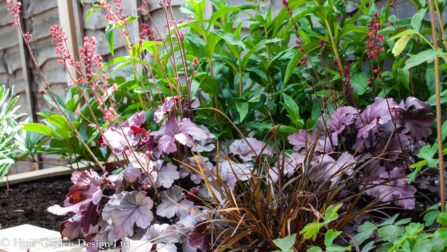 planting design with heuchera grasses and perennial plants