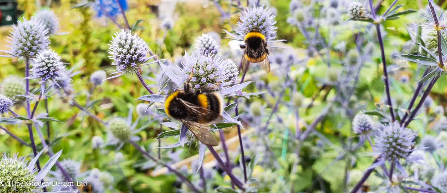 bumble bee on eryngium wildlife talk for garden groups