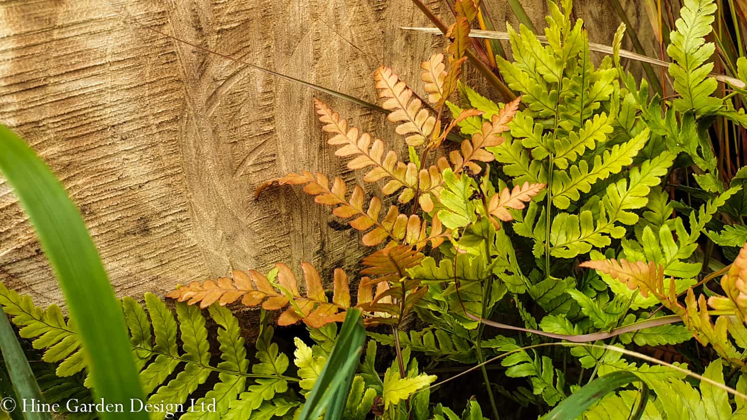 fern dryopteris erythrosora against wood 
