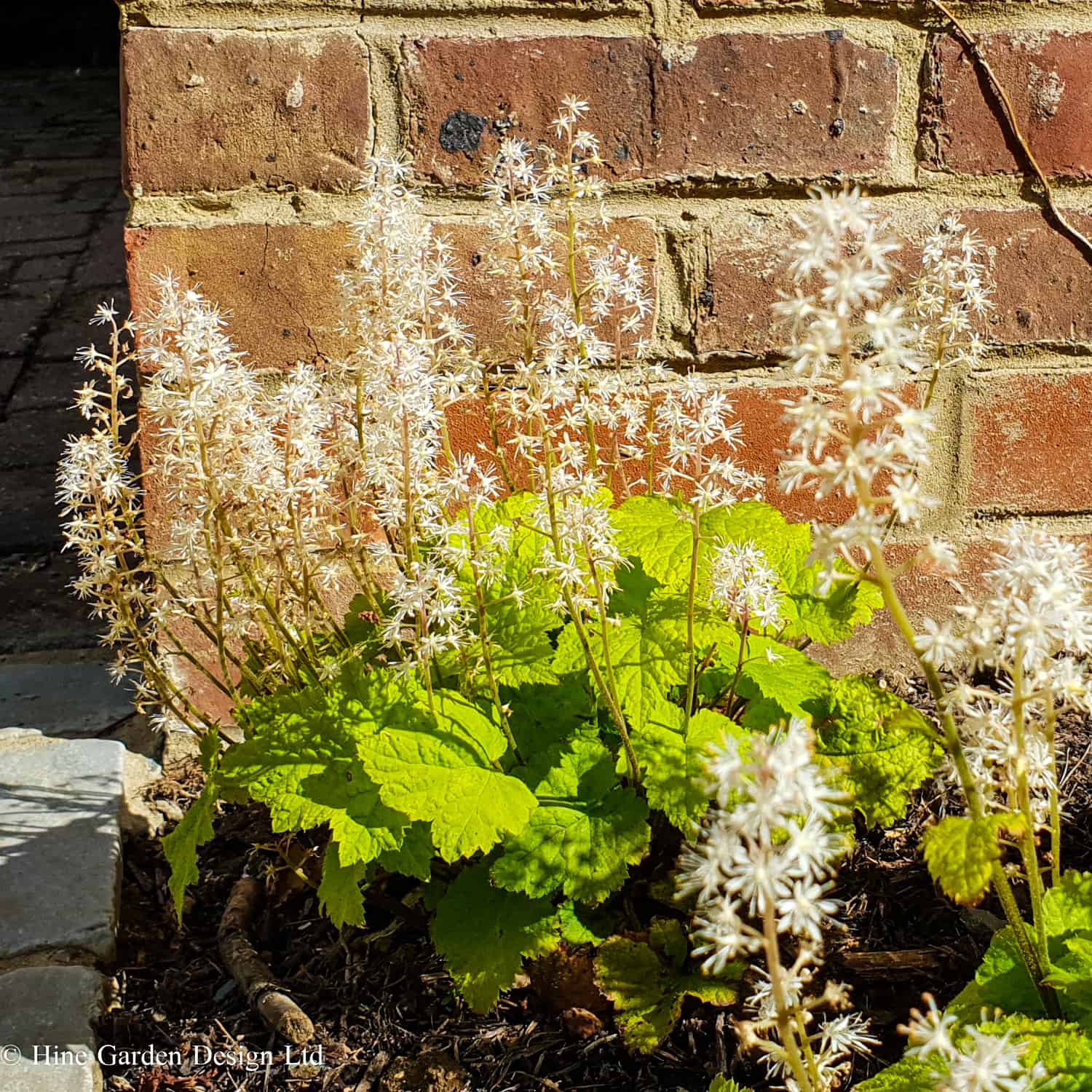 tiarella cordifolia Garden Design Buckinghamshire