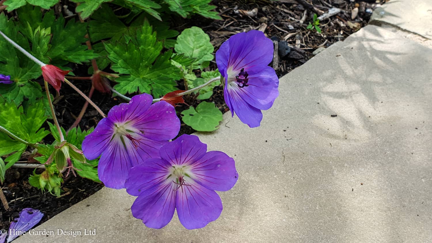 Geranium 'Rozanne' with its blue purple blooms set against natural grey sandstone paving, giving that classic cottage garden feel