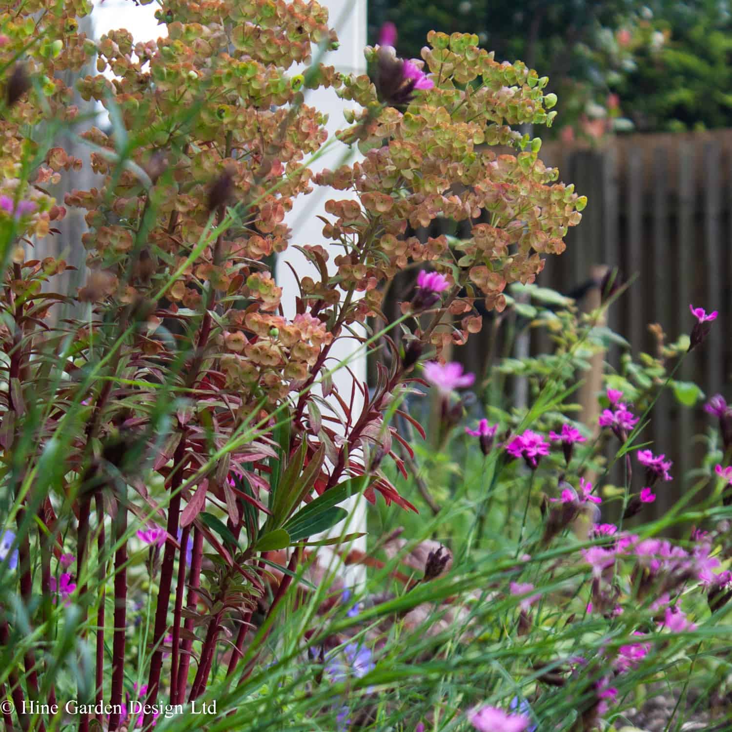 planting design with pink and orange tonal planting