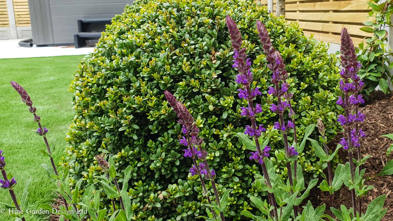 topiary balls and perennial planting salvias