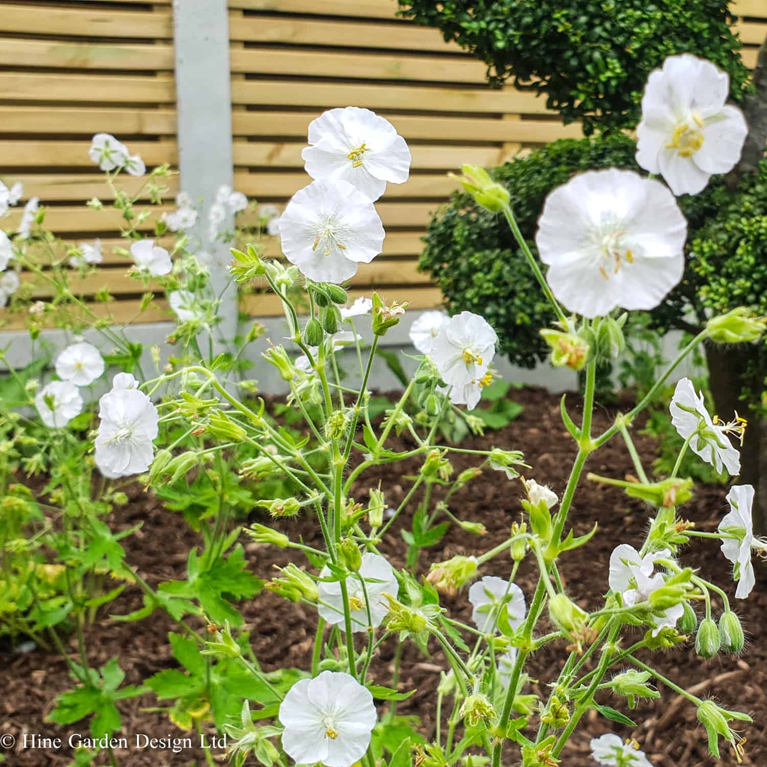 geranium phaeum alba white Garden Design