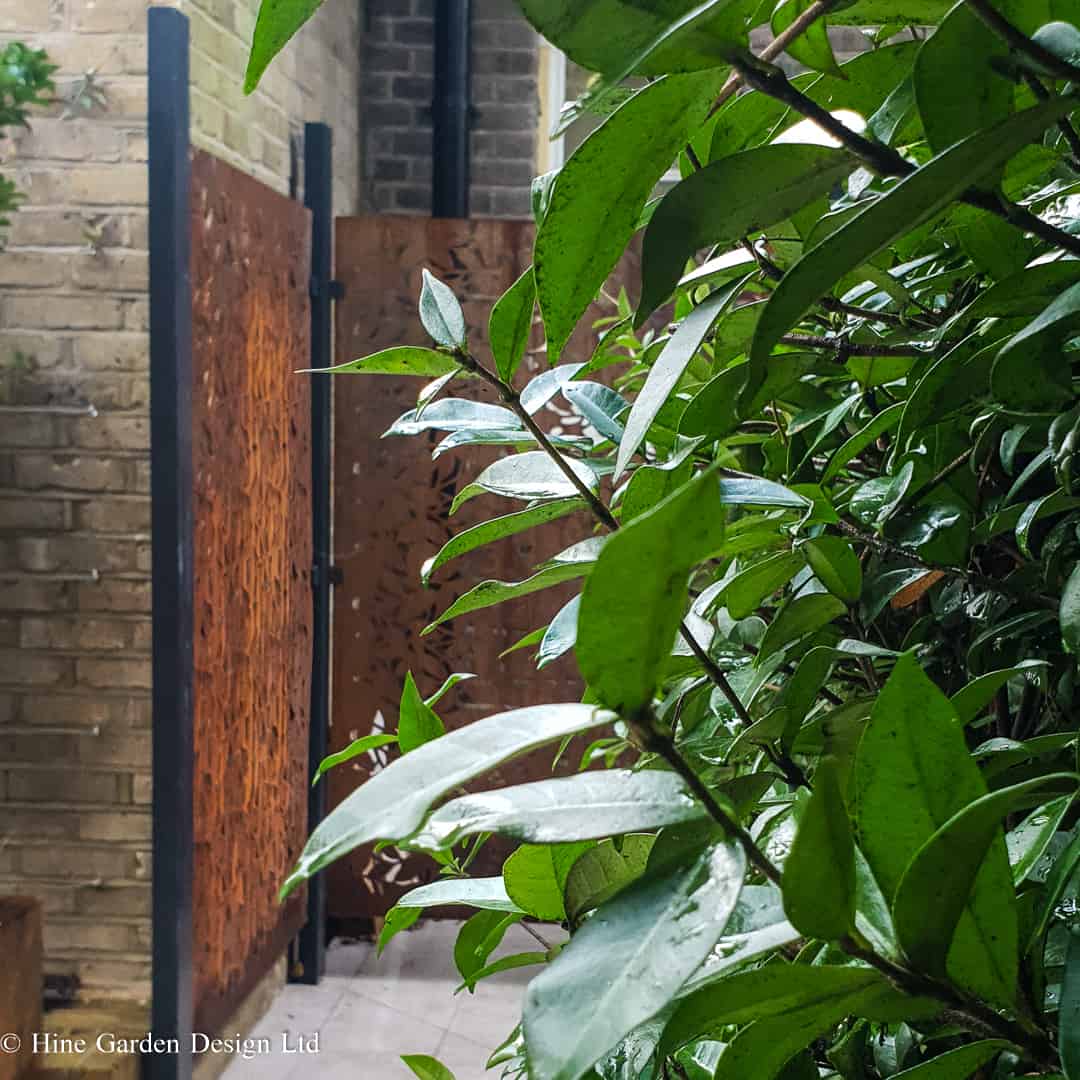 view through small garden space to corten screening framed by evergreen climbers
