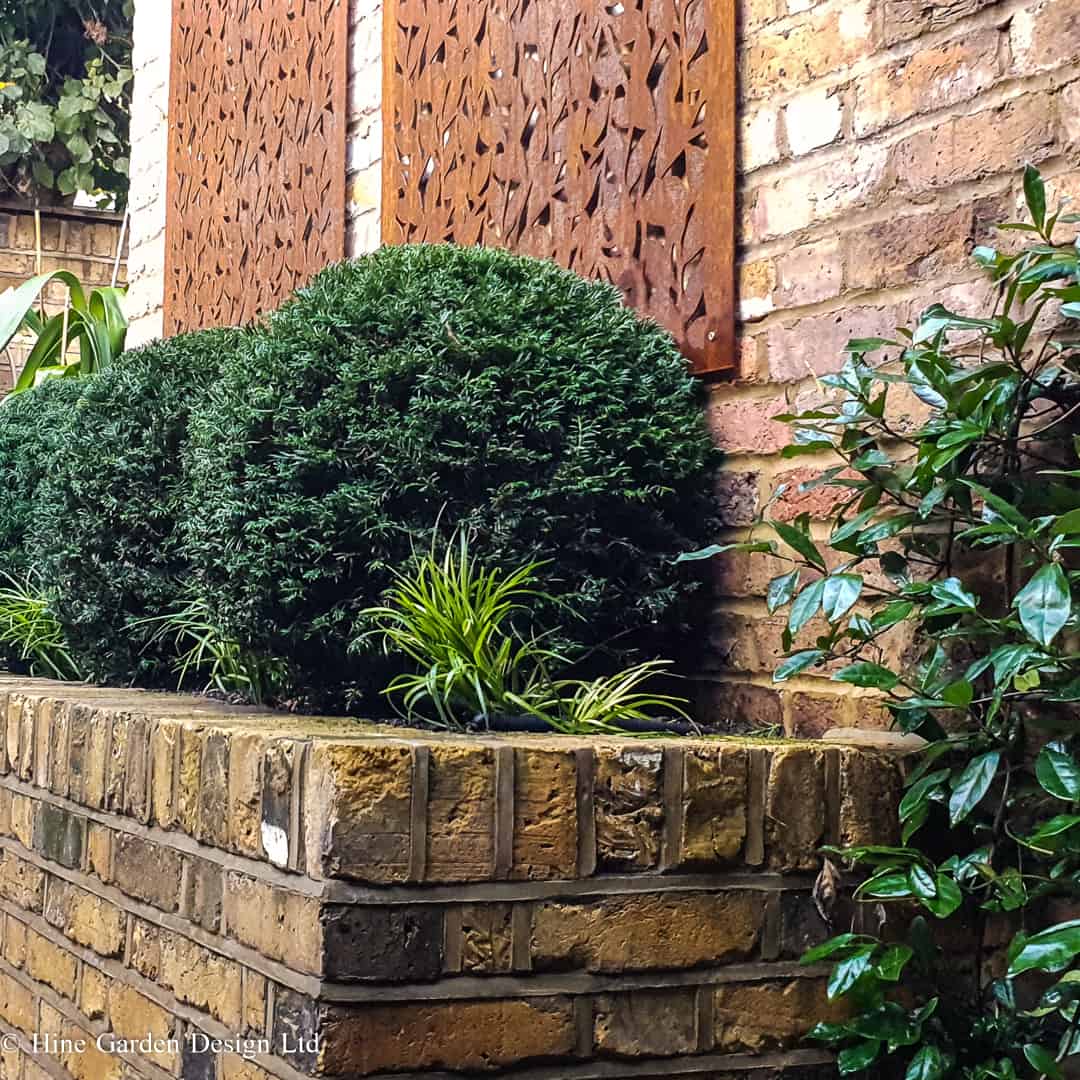 topiary Yew balls in a Hampstead garden design
