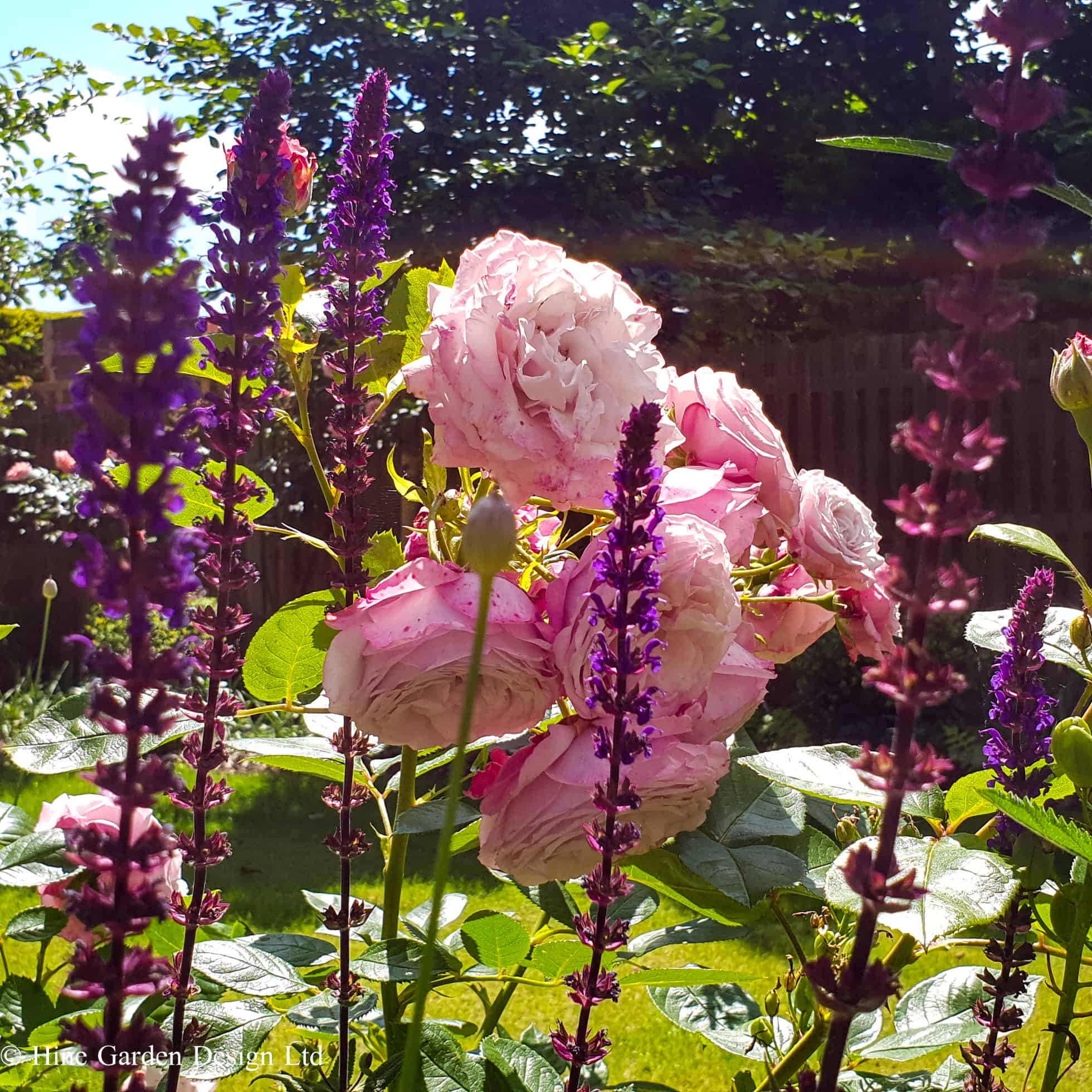rosa generous gardener with salvia