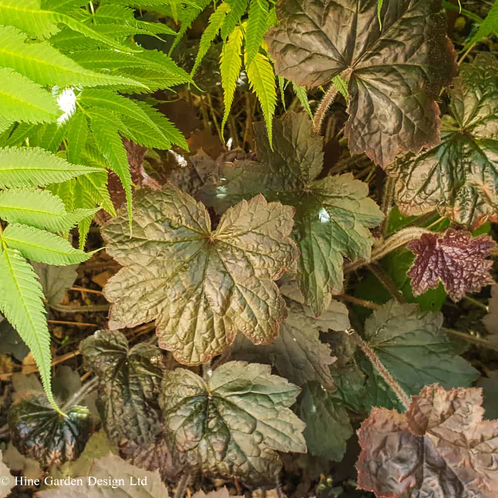 Planting Designer Bedfordshire showcasing textural contrast between leafy plants with different coloured foliage