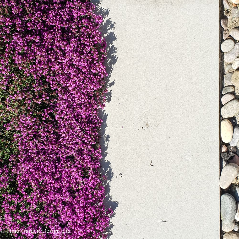 contrasting paving with textural pebbles and creeping deep magenta thyme
