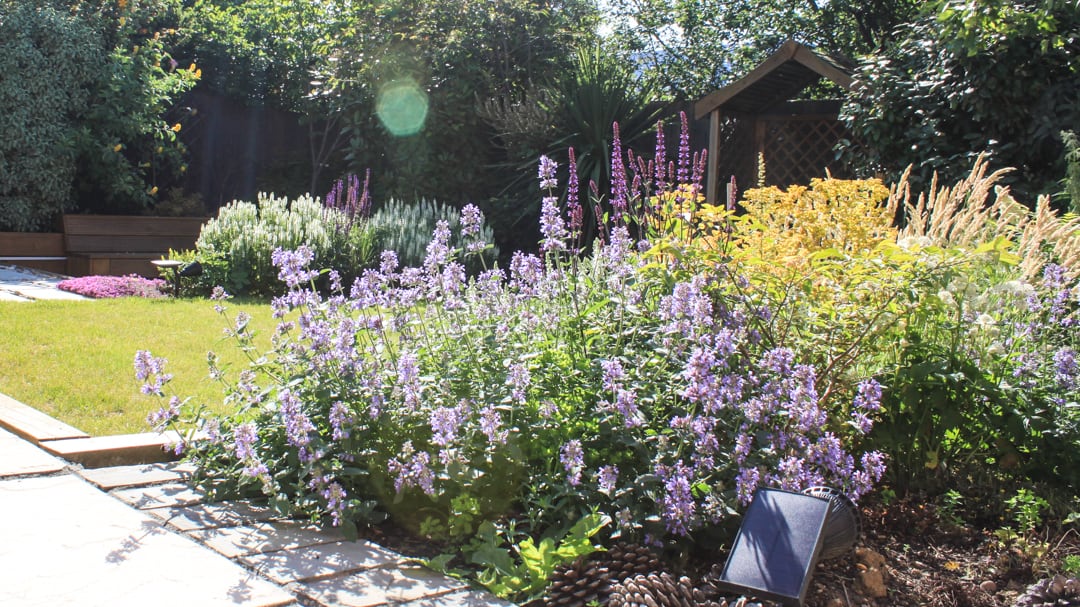 colourful planting design with purple white flowers in a small garden