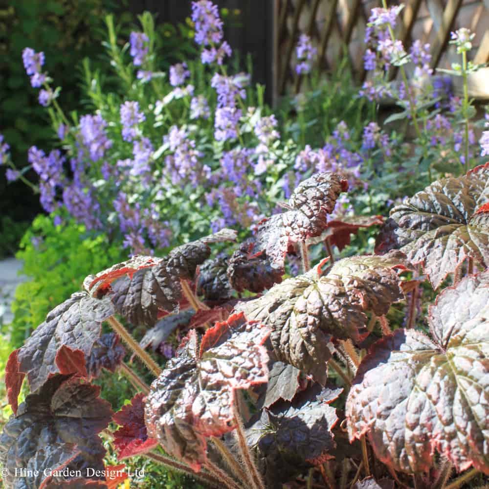 textural red toned leaves against blue-purple blooms