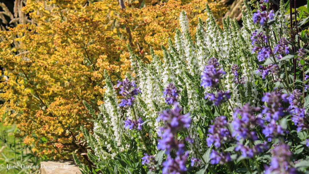 perennial flowers blooming hues of blue, white and russet in the sunshine