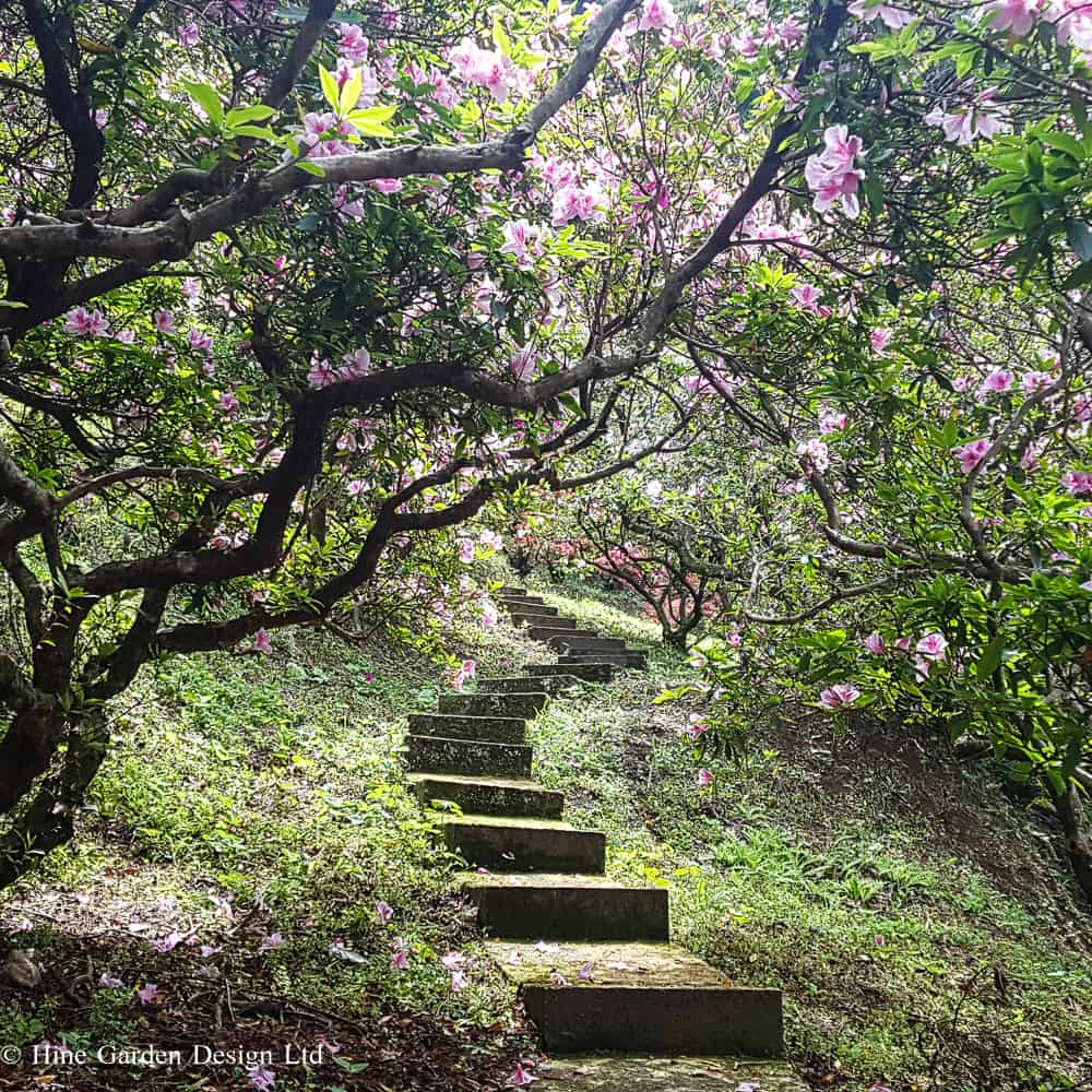 A pathway comprised of steps upwards through a Mature Azalea glade with pink blooms in Japan