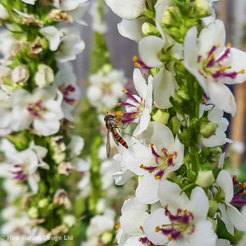 White blooms with magenta centre and hoverfly