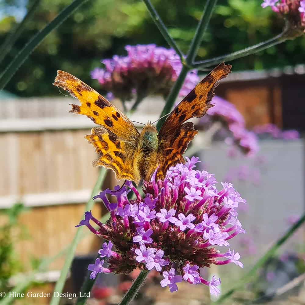 The tall purple pincushion blooms of Verbena bonariensis with Comma butterfly