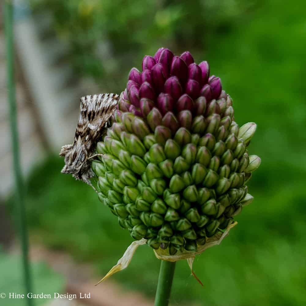 allium sphaerocephalon with moth