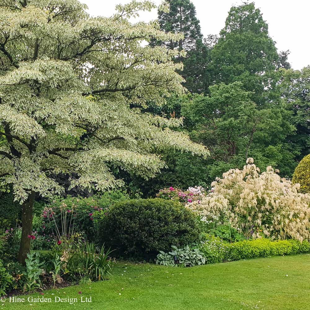 Deep Planting beds with shrubs, topiary and a cornus tree against a lawn with a backdrop of mature trees