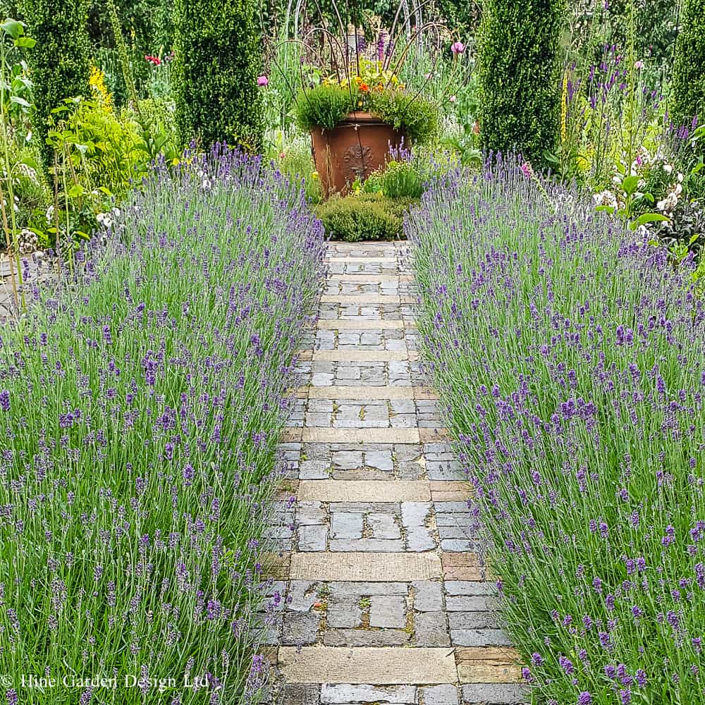Brick Pavior pathway through Lavender hedge corridor towards garden plant pot