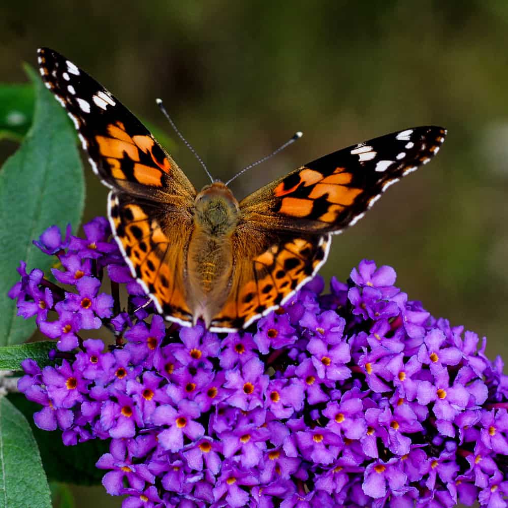 Buddleja with deep violet blooms and a British garden butterfly