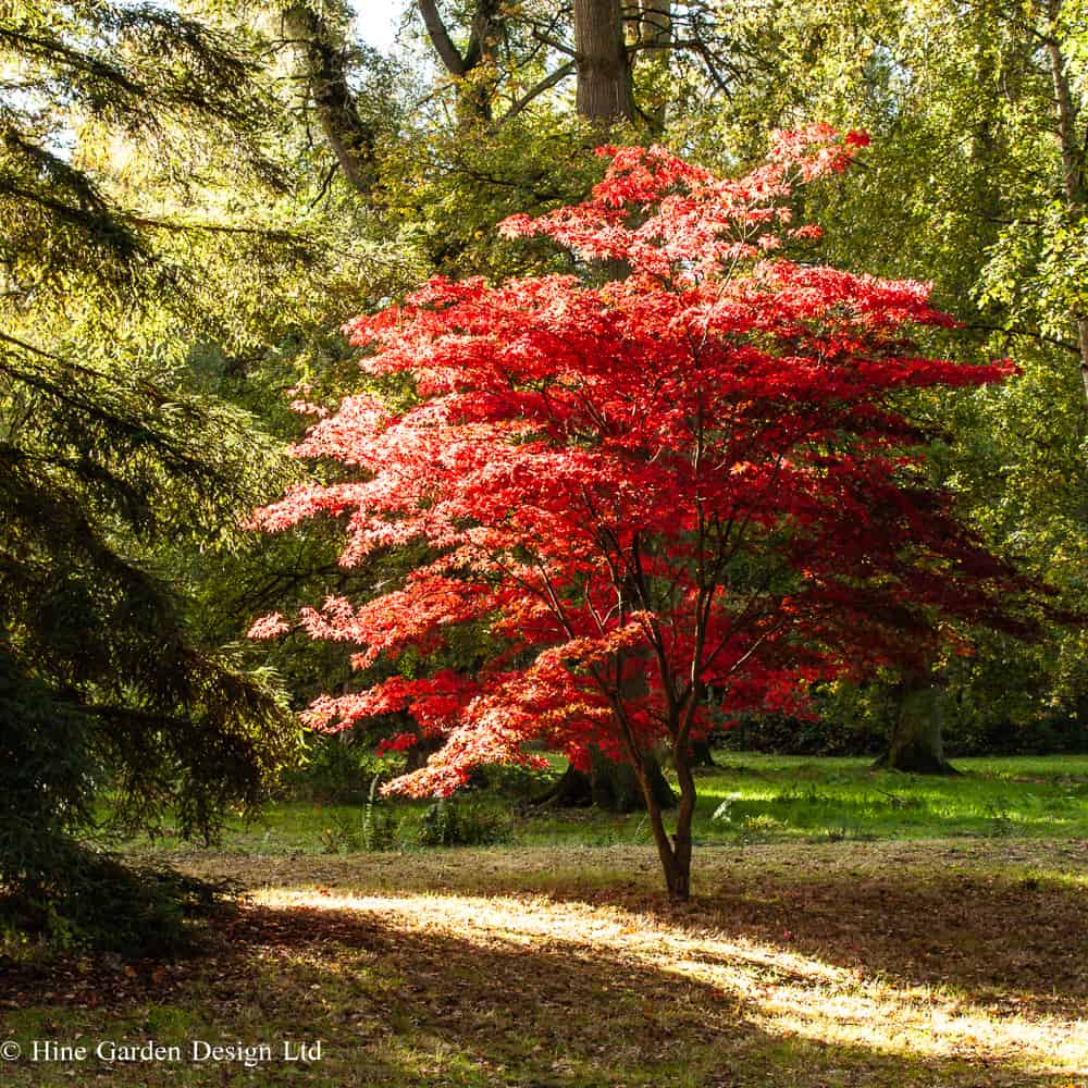 Beautiful Japanese Acer in full Autumn Red colour back-lit by the low sun and surrounded by larger mature trees