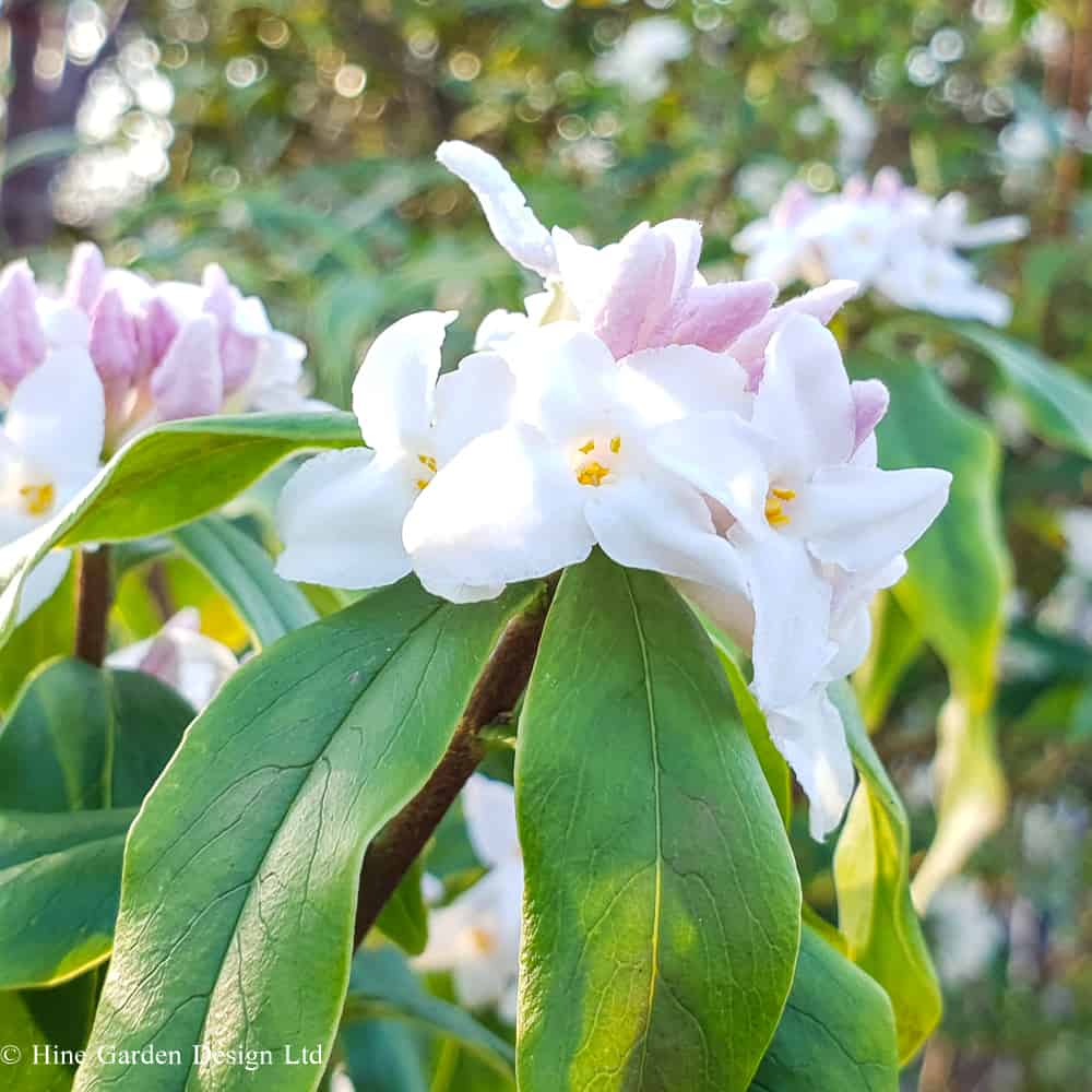 Daphne 'Hazel Edwards' with creamy white scented blooms and light pink to the petal backs.