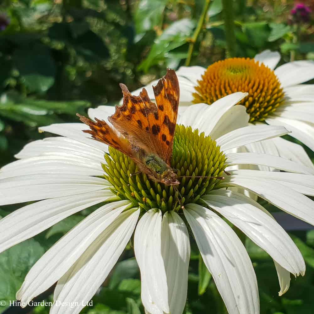 2 Echinacea 'White Swan' blooms with Comma butterfly