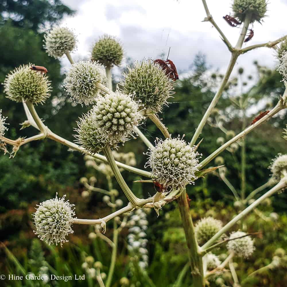 creamy green white blooms of Eryngium yuccafolium covered in the red soldier beetles.