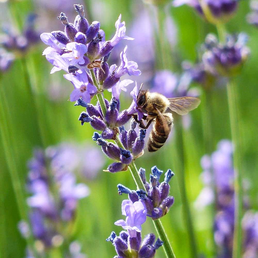 pale blue purple Lavender blooms with a honeybee