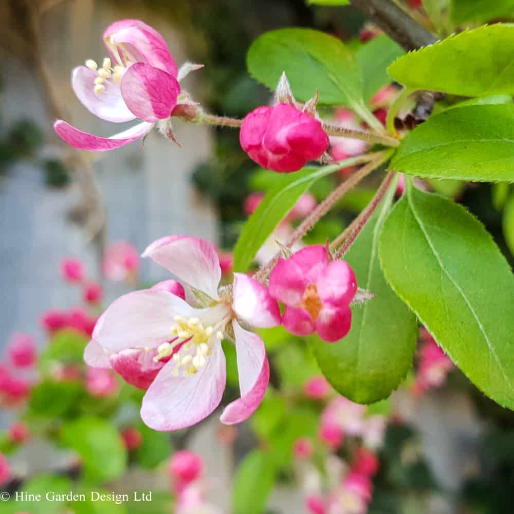 Malus floribunda pale pink blooms with deep pink backs to the petals