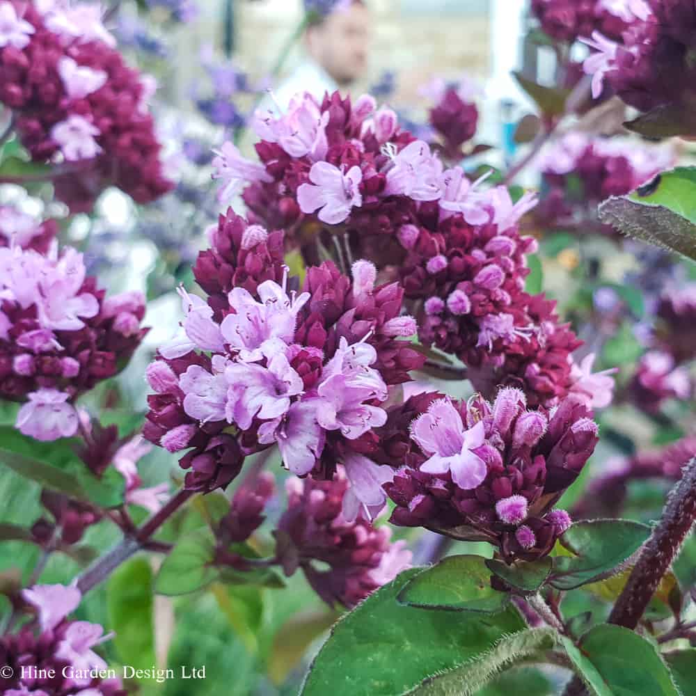 Oregano 'Rosenkuppel', with pink and purple colour blooms