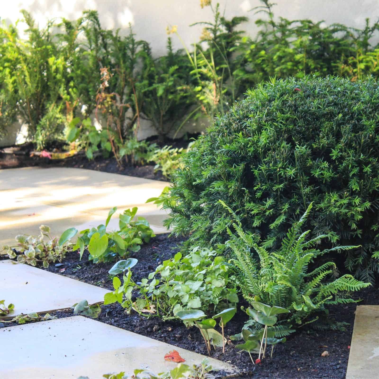 planting at base of a wall Garden Design Buckinghamshire