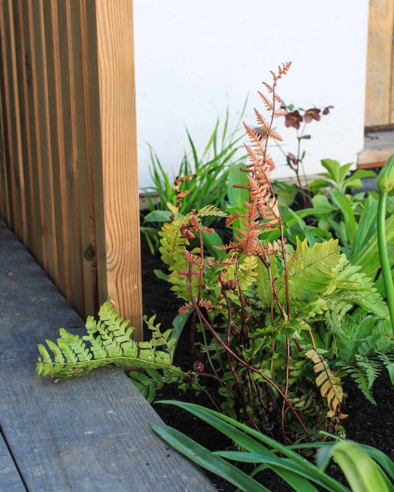 planting at base of a wall Garden Design Buckinghamshire