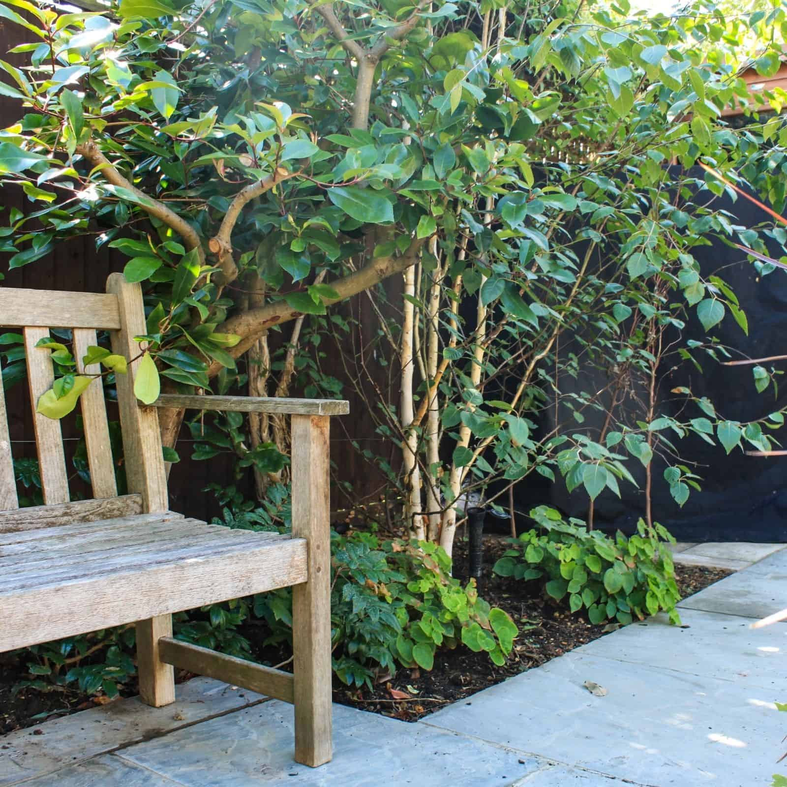 planting at base of a wall Garden Design Buckinghamshire