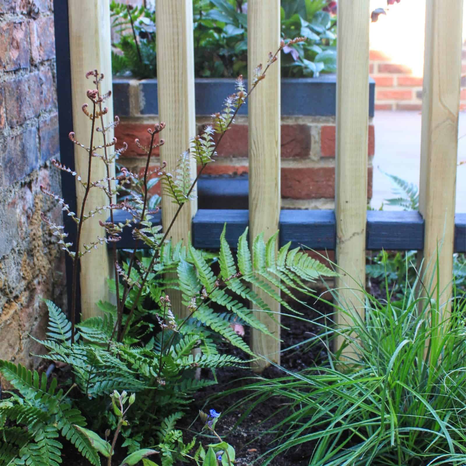 planting at base of a wall Garden Design Buckinghamshire